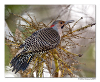 Northern Flicker (Yellow-shafted)