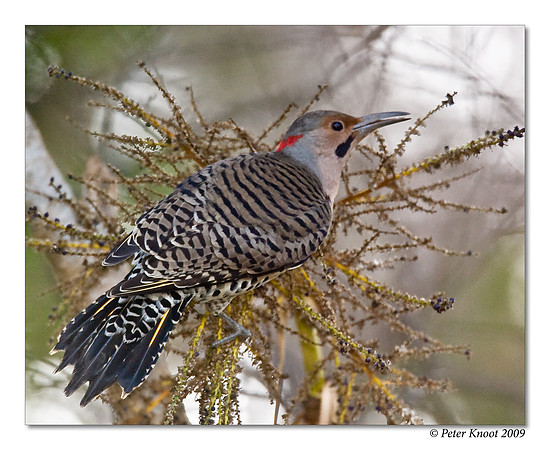 Northern Flicker (Yellow-shafted)