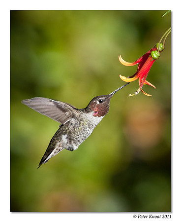 Anna's Hummingbird
