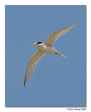 Least Tern