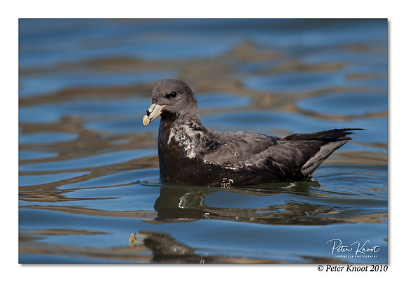 Northern Fulmar