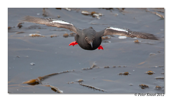Pigeon Guillemot