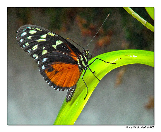 Tropical Butterfly