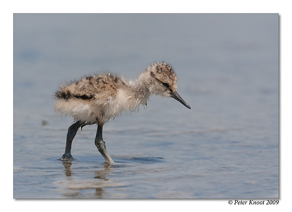 American Avocet