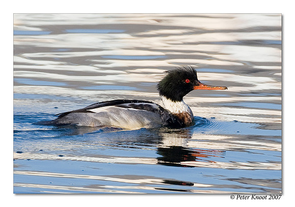 Red-breasted Merganser
