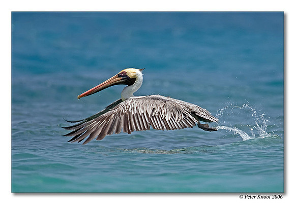Brown Pelican