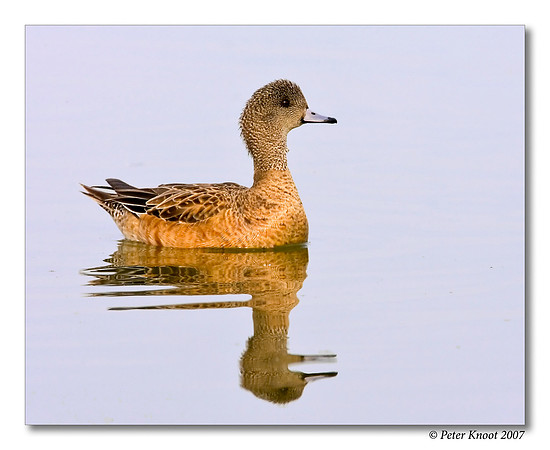 American Wigeon