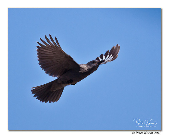Pinyon Jay