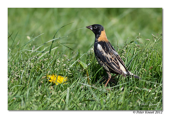 Bobolink
