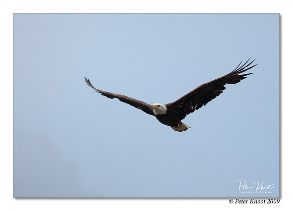 Bald Eagle