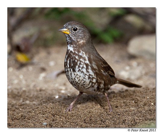 Fox Sparrow