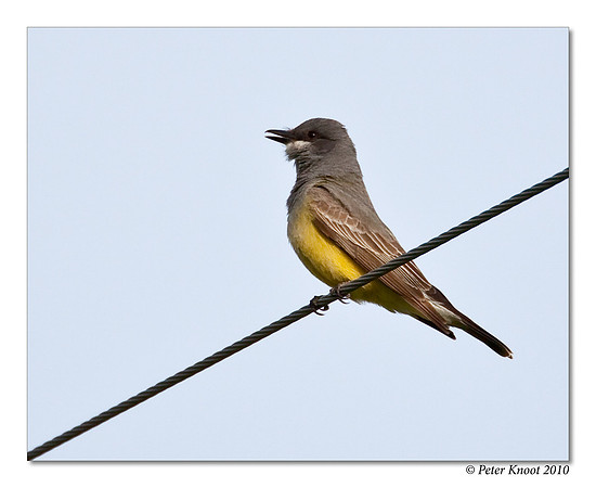 Cassin's Kingbird