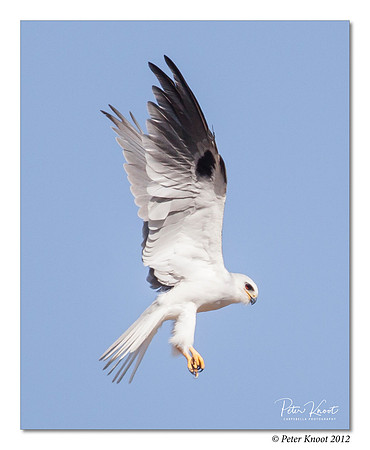 White-tailed Kite