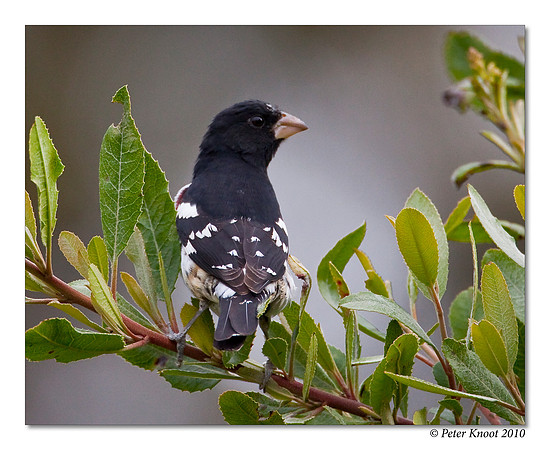 Rose-breasted Grosbeak