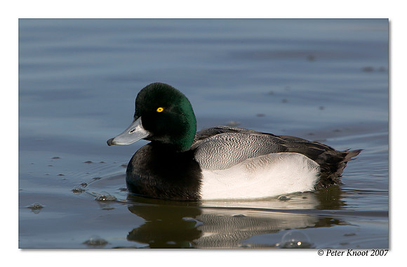 Greater Scaup