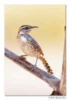 Cactus Wren