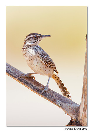 Cactus Wren