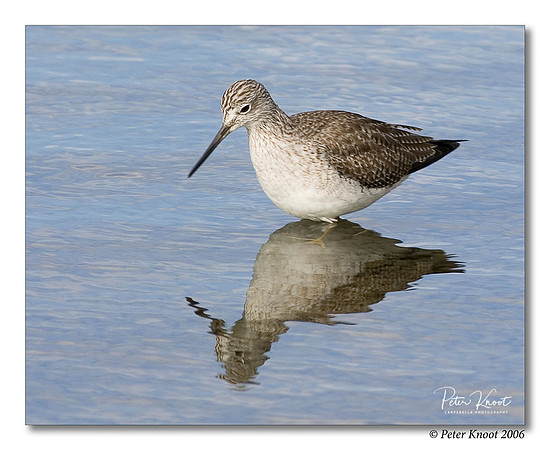 Greater Yellowlegs