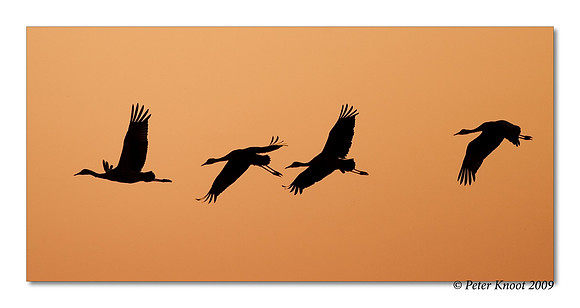 Sandhill Crane