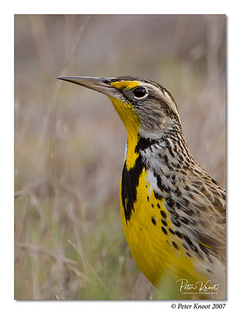 peter_western_meadowlark_14