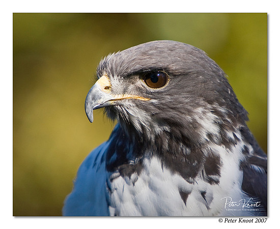 Augur Buzzard
