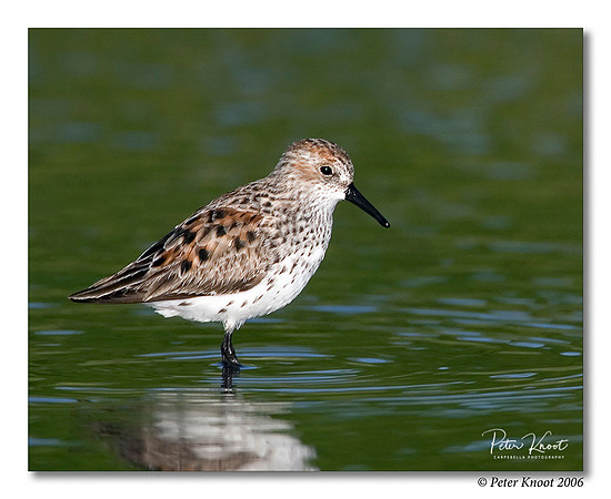 Western Sandpiper