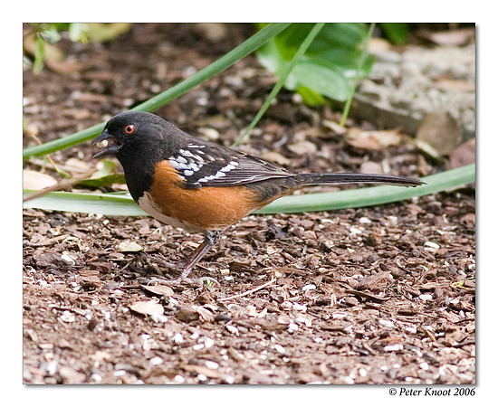 Spotted Towhee