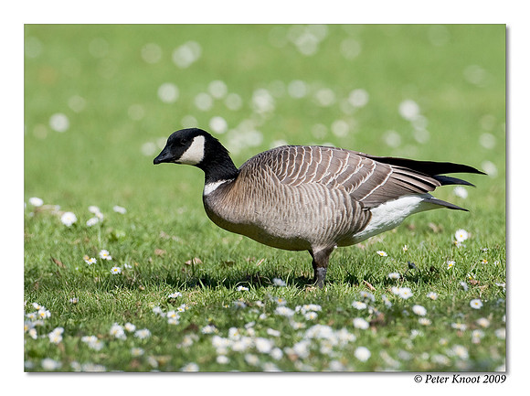 Aleutian Goose