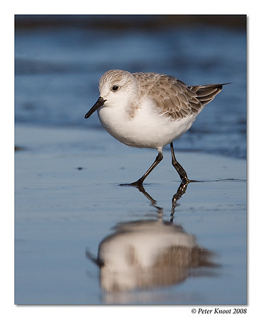 Sanderling