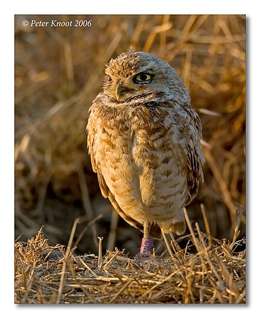 Burrowing Owl