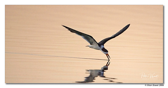 Black Skimmer