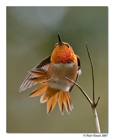 Allen's Hummingbird