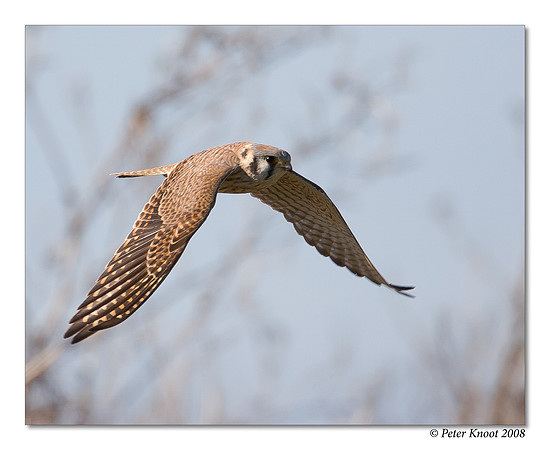 American Kestrel