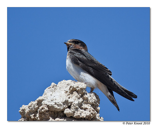 Cliff Swallow