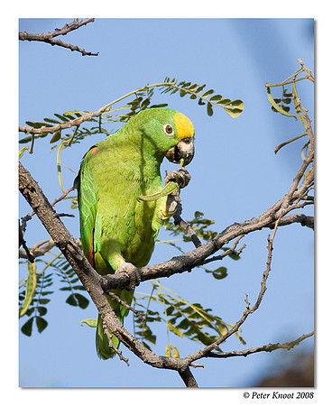 Yellow-winged Parrot