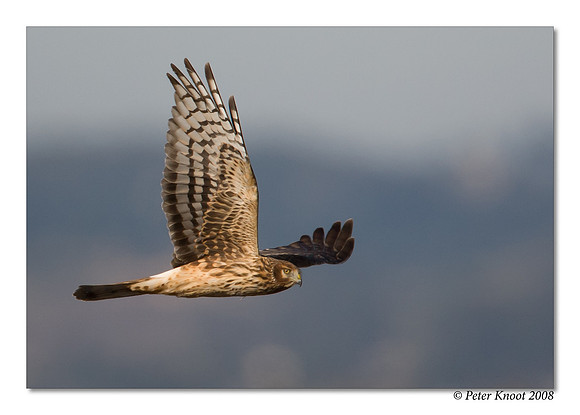 Northern Harrier