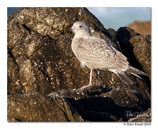 Thayer's Gull