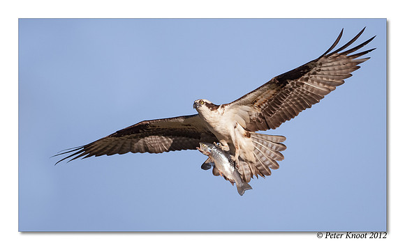 Osprey