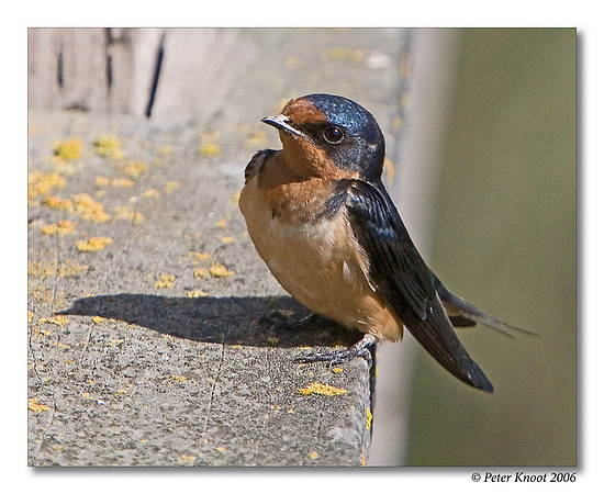 Barn Swallow