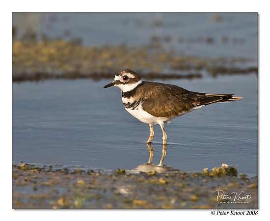 Killdeer