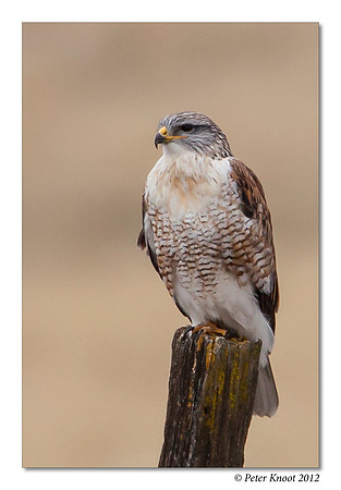 Ferruginous Hawk