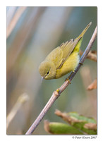 Orange-crowned Warbler