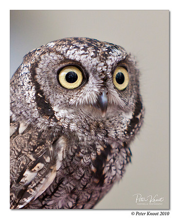 Western Screech Owl