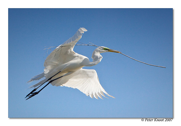 Great Egret