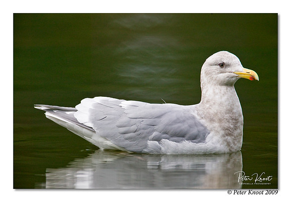 Glaucous-winged Gull