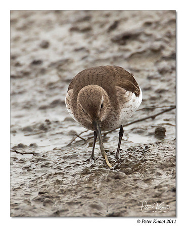 Dunlin
