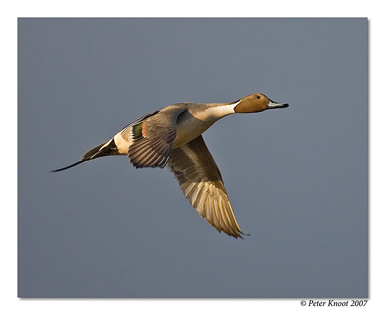 peter_northern_pintail_20