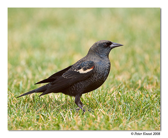 Tricolored Blackbird