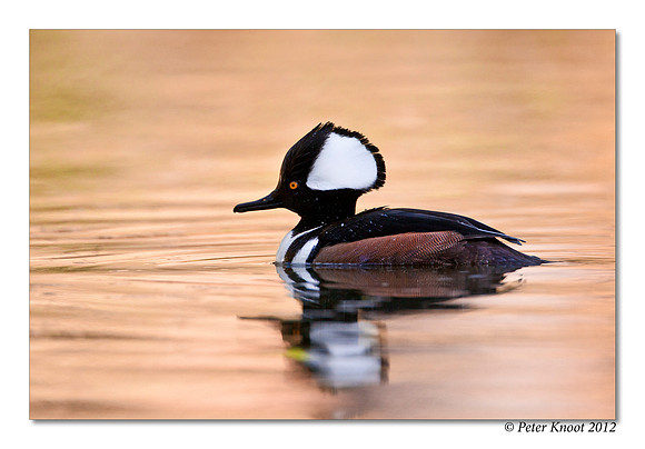 Hooded Merganser