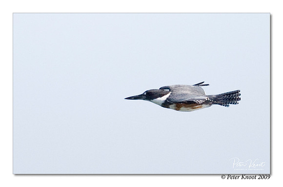 Belted Kingfisher